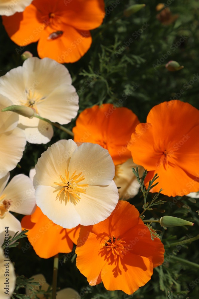 flowers in the garden flowers in the garden