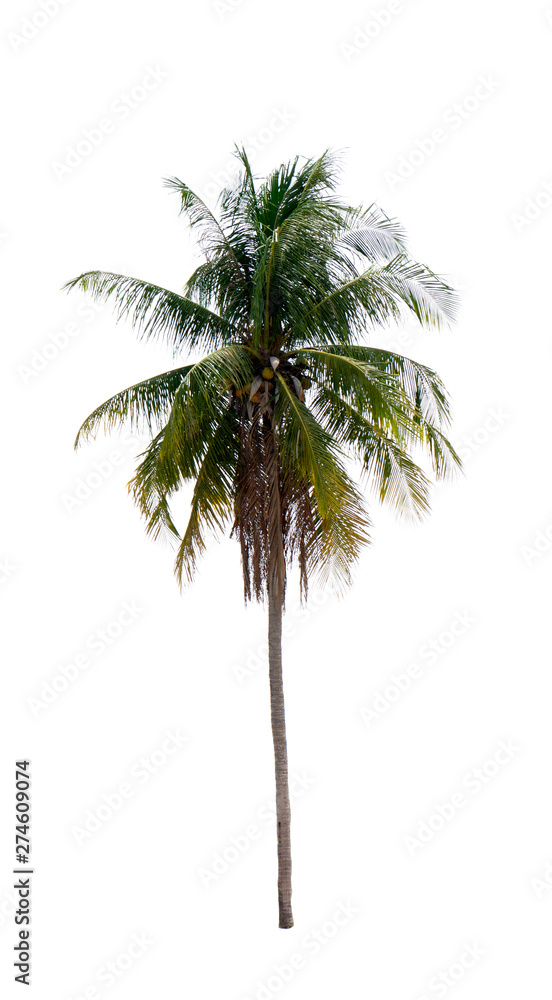Obraz premium coconut palm trees isolated on white background. work with clipping path.