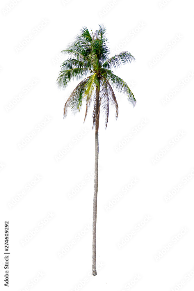 Obraz premium coconut palm trees isolated on white background. work with clipping path.