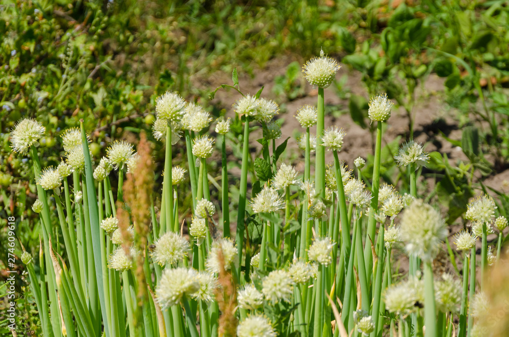 Obraz premium growing young garlic on a garden bed