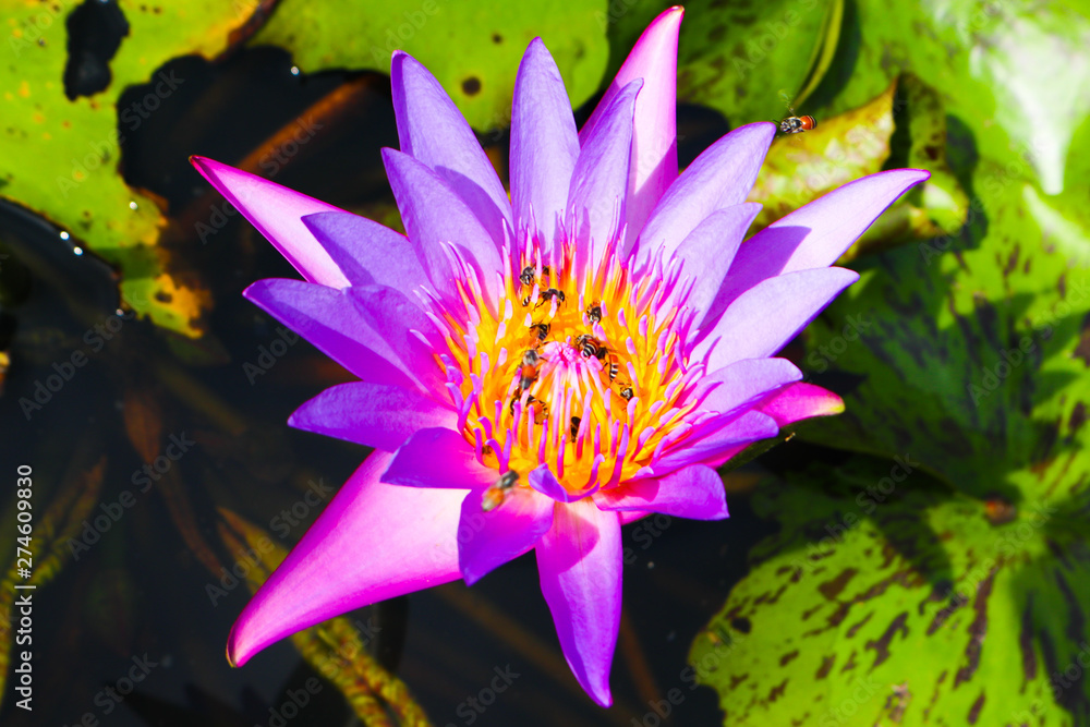 Beautiful abstract close up color purple red and pink lotus flowers in the garden Beautiful abstract close up color purple red and pink lotus flowers in the garden