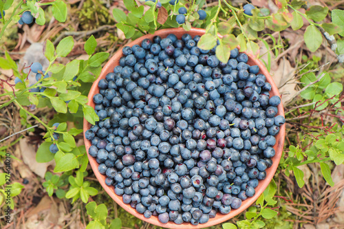 a full clay plate of freshly picked blueberries in the forest