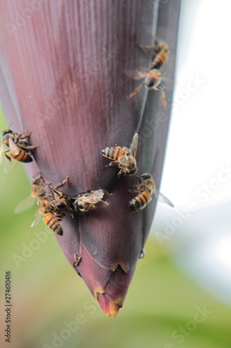 bees on banana bud