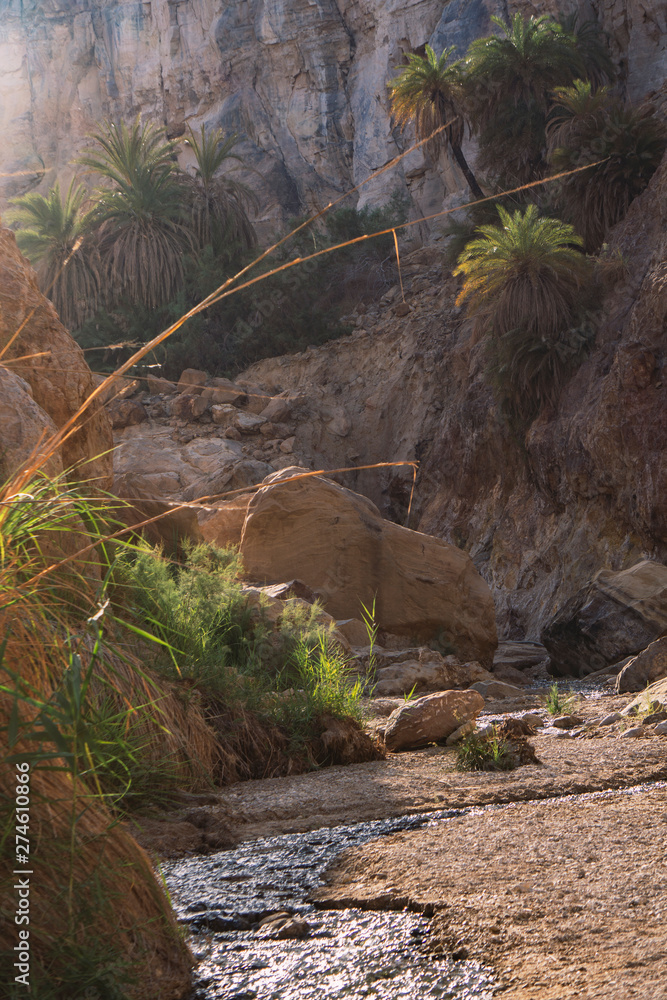 Obraz premium Palms Jordan valley