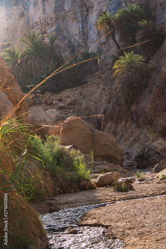 Palms Jordan valley