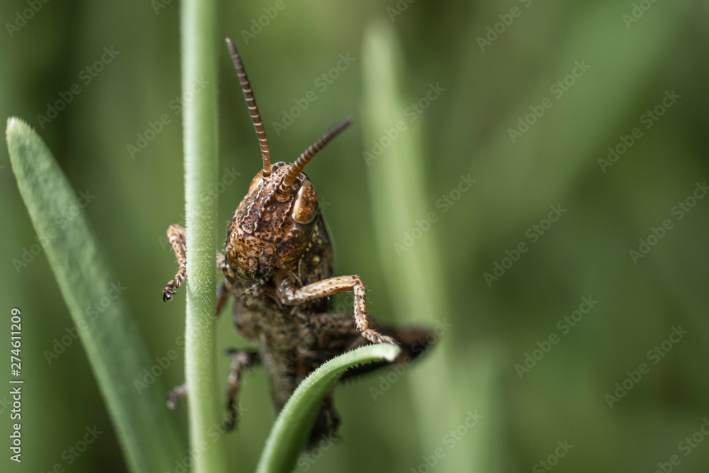 Macro Photo of a Grasshopper