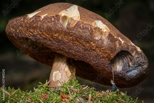 Giant mushroom in the forrest photo