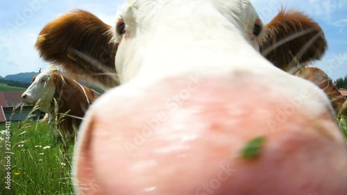 Cow is smelling the camera in the mountains of Southern Germany, Bavaria. Wide-angle lens