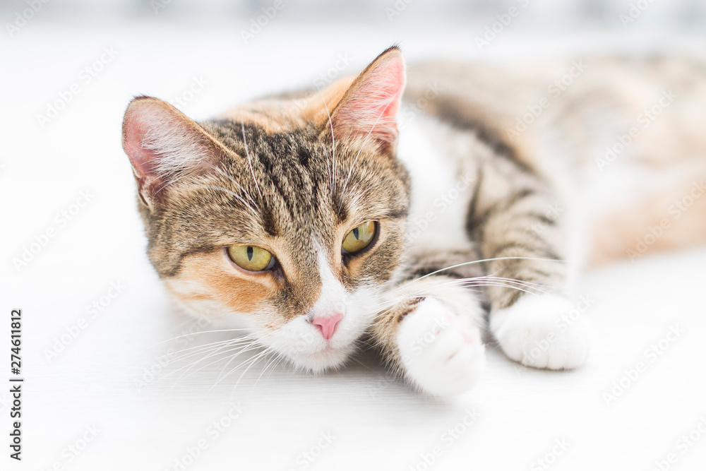 Domestic cat at home lying on the floor close up.