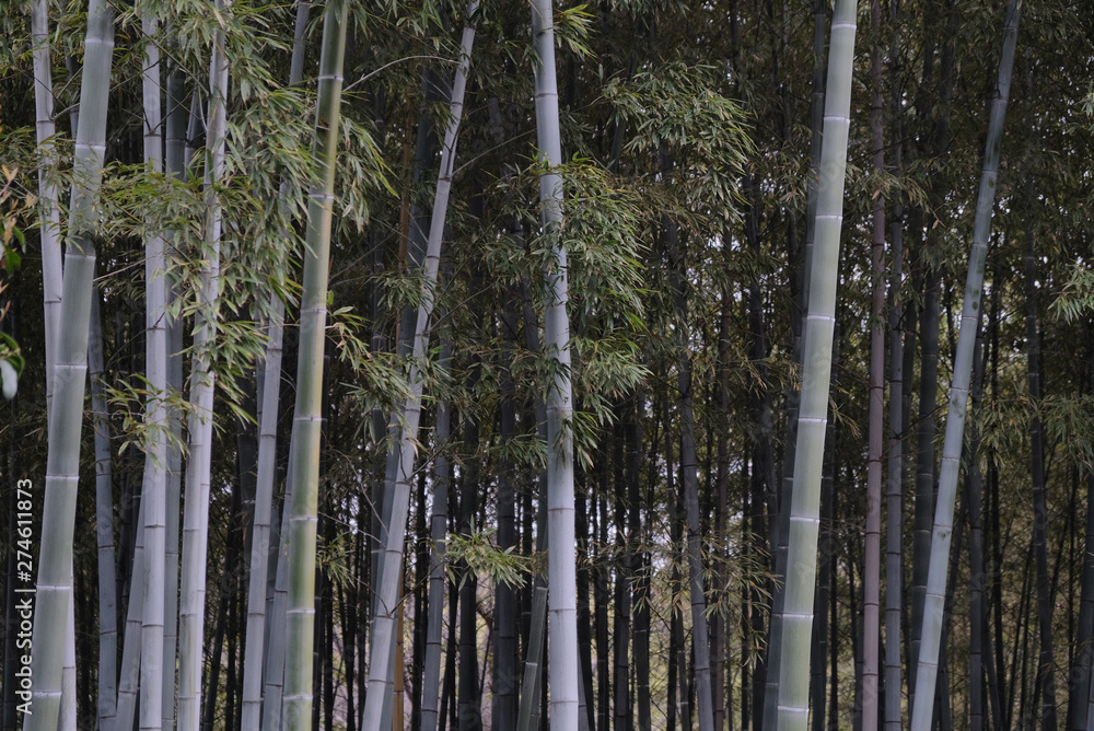 Fototapeta premium Bamboo Forest