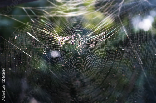 spider web