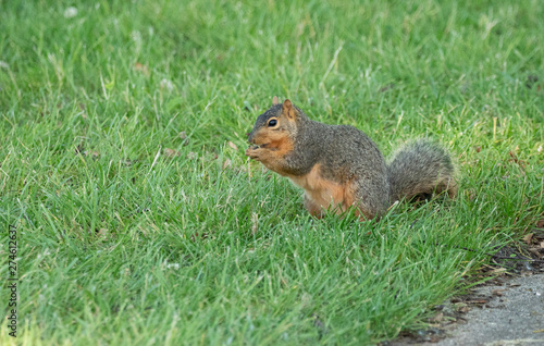 fat squirrel has found a nut to munch on
