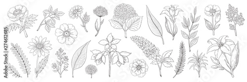 Hand drawn flowers. Vintage floral sketch, summer leaves branches and herbs collection. Vector illustration ink foliage and bouquet background