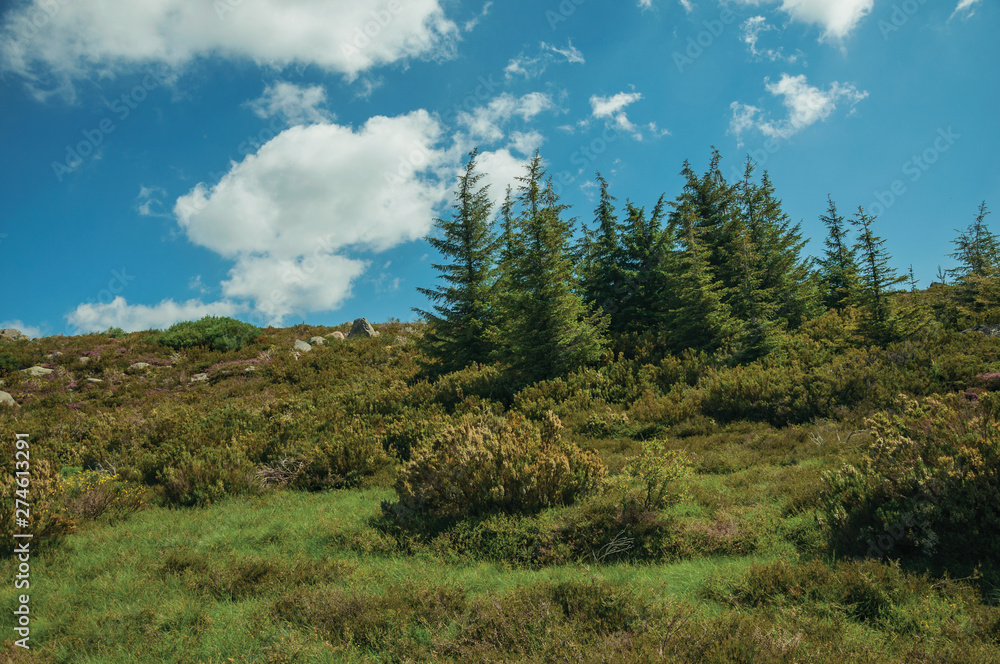 Rock formations among bushes on highlands