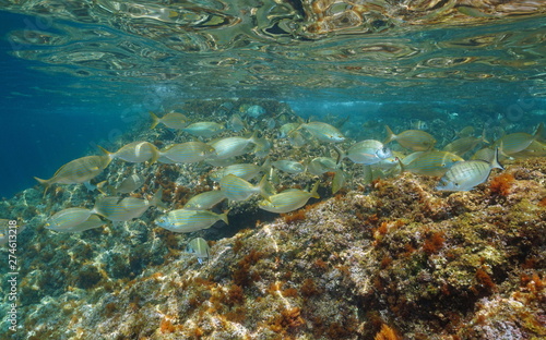Shoal of fish seabreams in shallow water, Mediterranean sea, Costa Brava, Catalonia, Spain