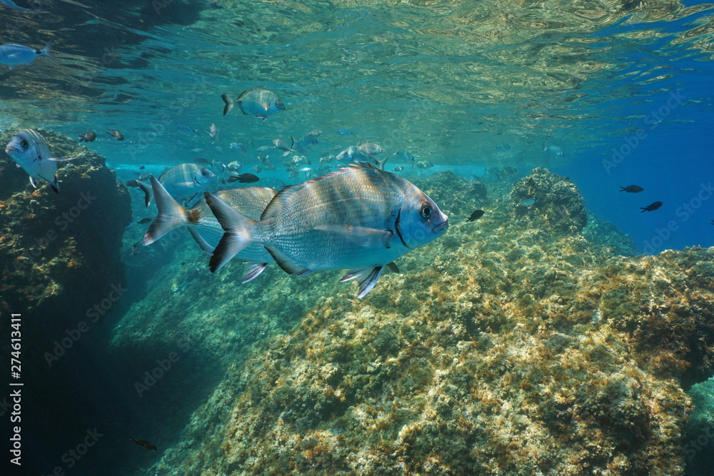 Fototapeta premium Sargo seabream fish, Diplodus sargus, underwater Mediterranean sea, France
