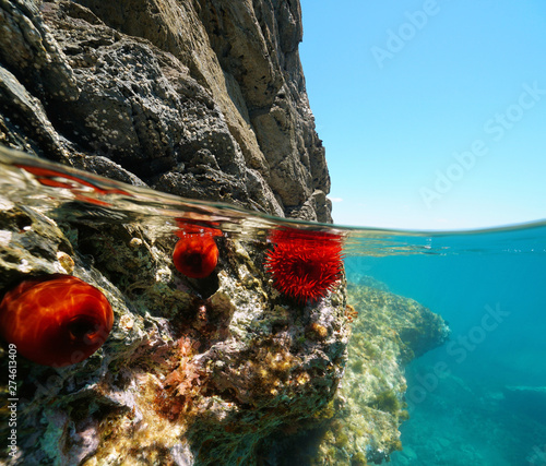 Rocky shore with beadlet anemones, split view half over and under water, Mediterranean sea, France photo