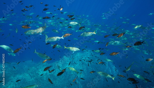 Shoal of fishes underwater in Mediterranean sea (damselfish and seabream), France