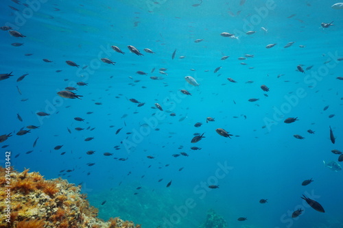 Shoal of small fish (mostly damselfish) below water surface in Mediterranean sea, Costa Brava, Catalonia, Spain