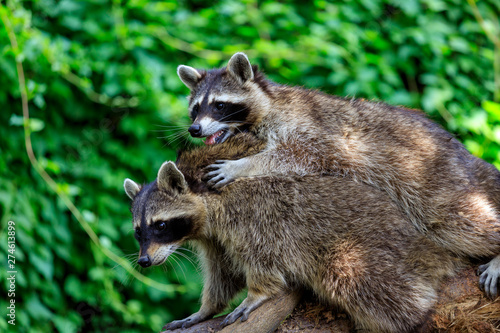 View of pair adult common raccoons on the green background