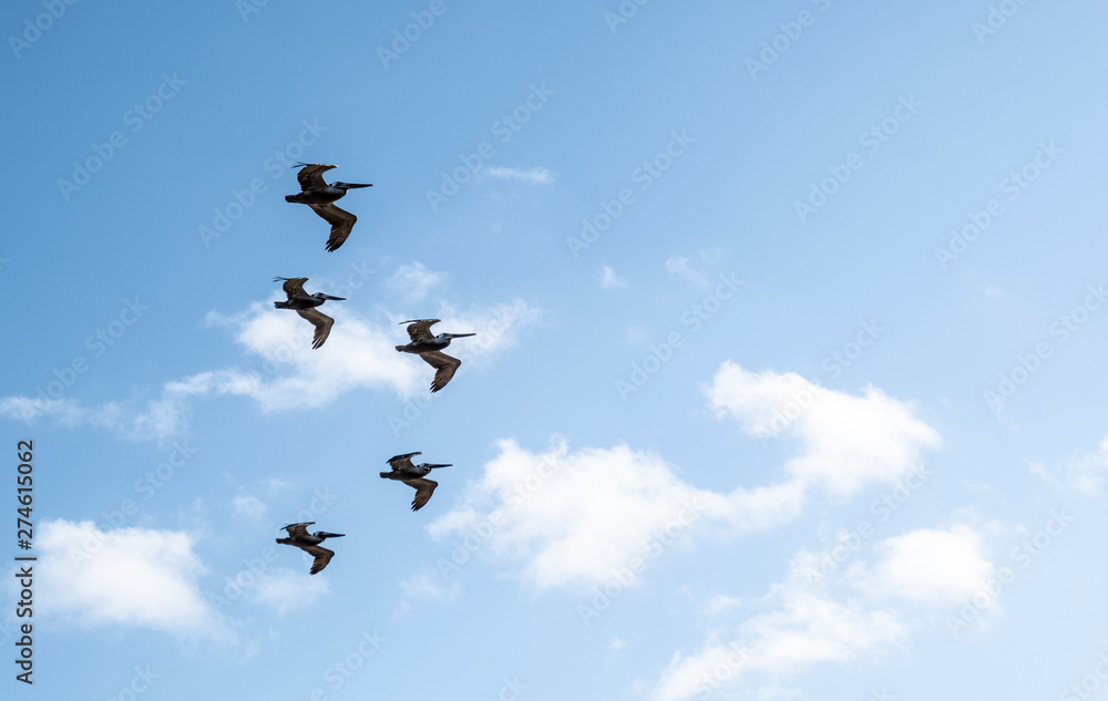 Brown Pelican Group in the Sky Brown Pelican Group in the Sky