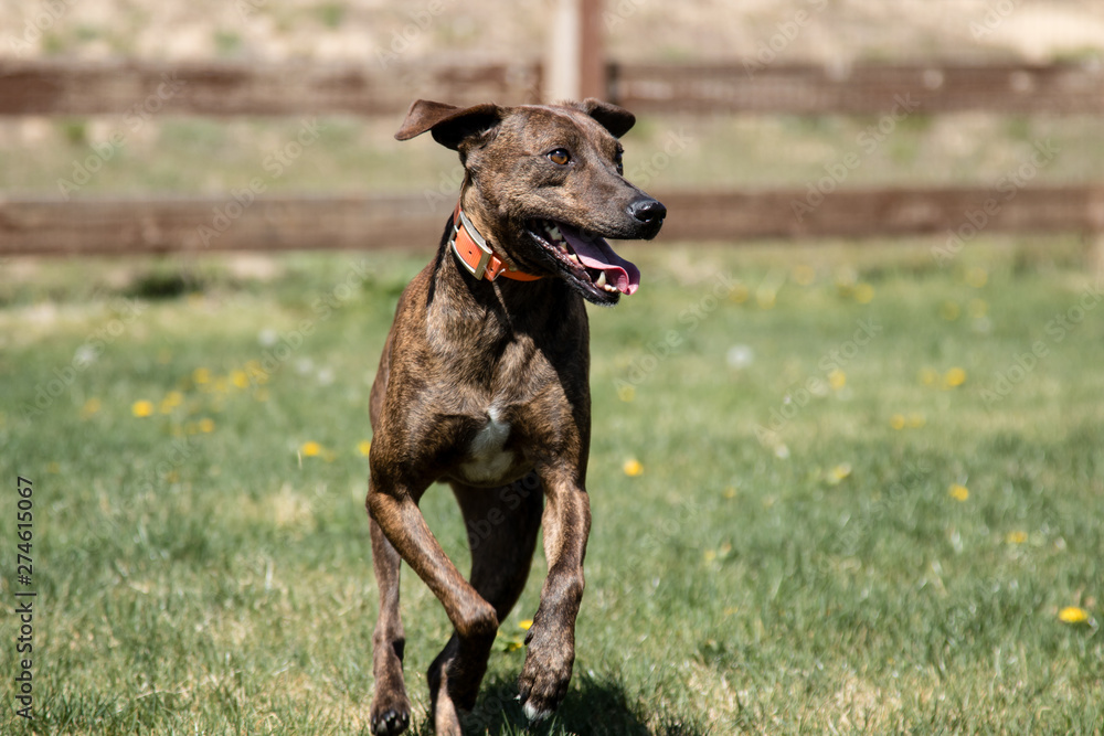 Plott Hound Mix Brindle at the dog park Plott Hound Mix Brindle at the dog park