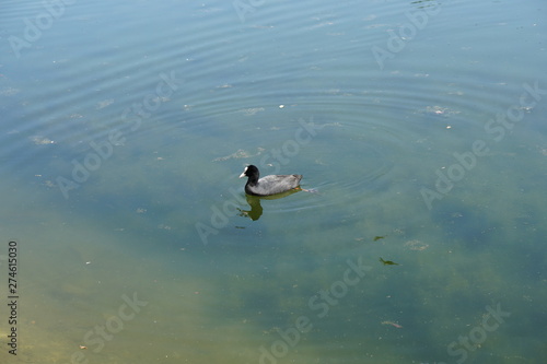 duck with a white beak swims in the lake