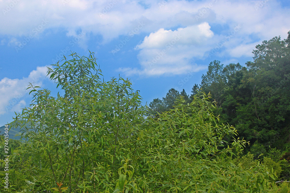 Obraz premium 하늘과 나무가지 잎