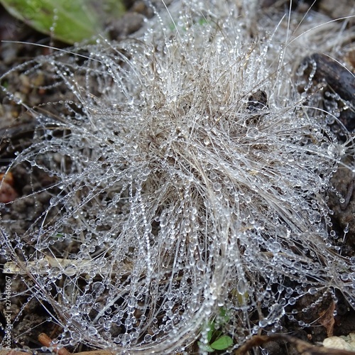 Water drops on the rope