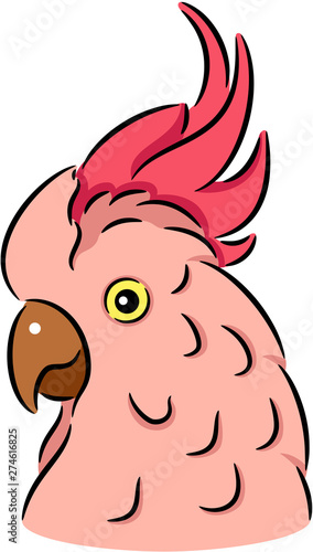 Cockatoo parrot