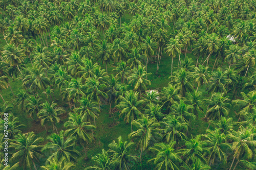 Fototapeta Naklejka Na Ścianę i Meble -  Palm tree jungle in the philippines. concept about wanderlust tropical travels.