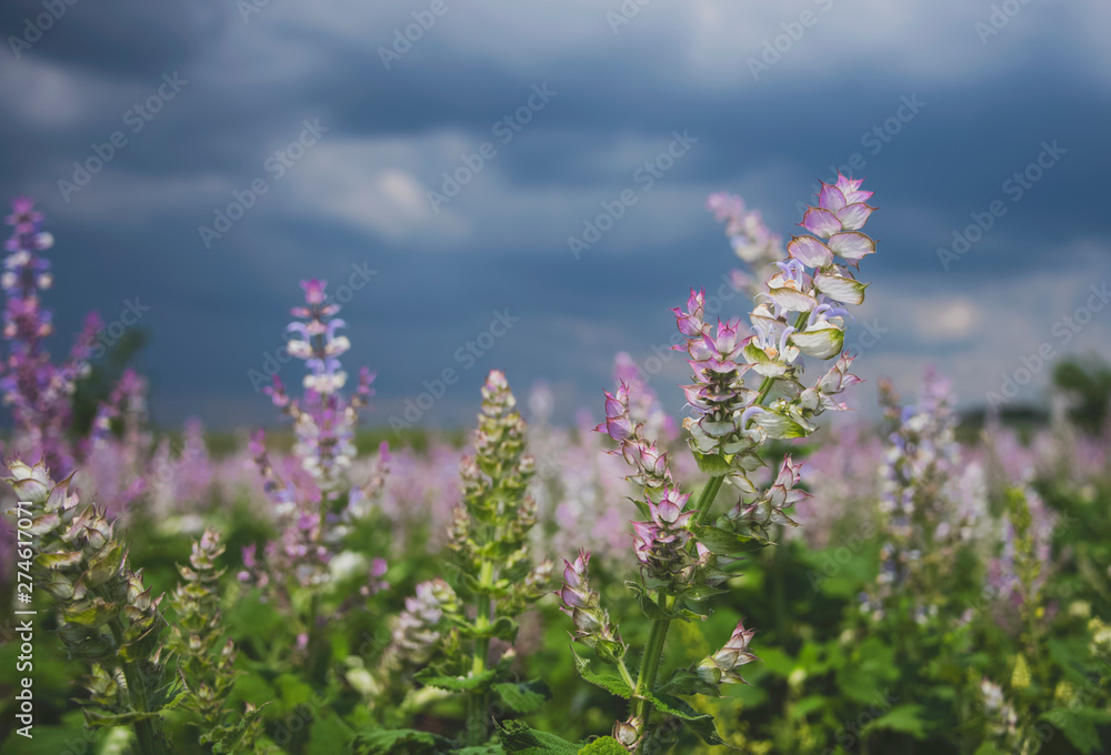 Naklejka premium Flowering sage in the background of a stormy sky.