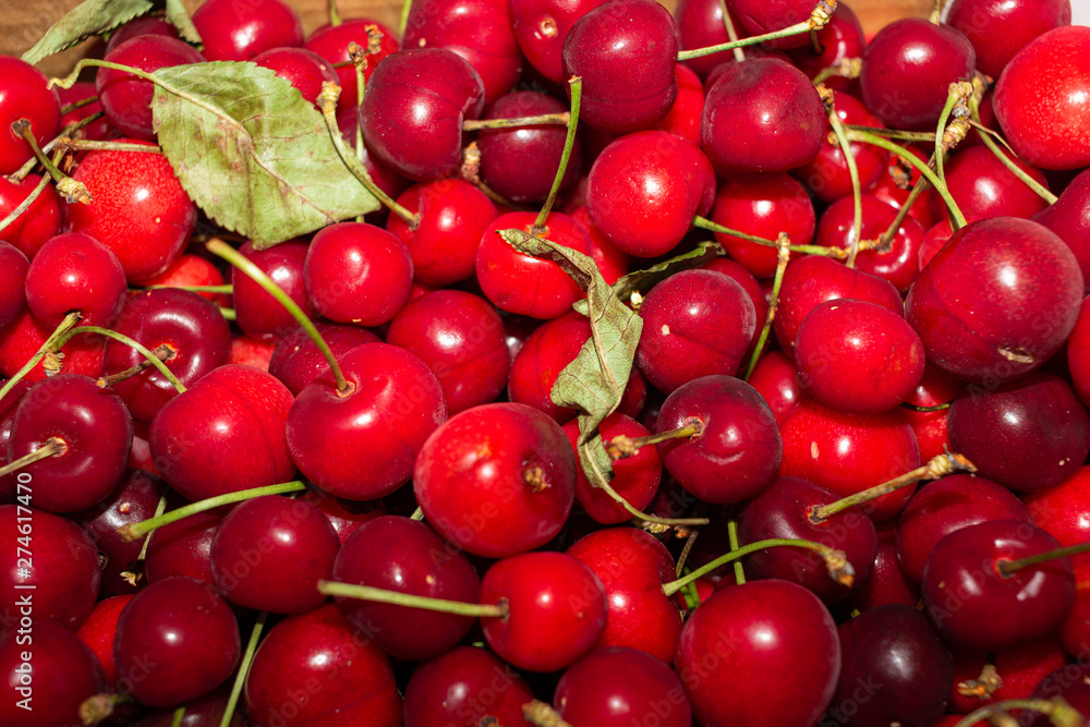 Freshly harvested fresh cherries closeup Freshly harvested fresh cherries closeup