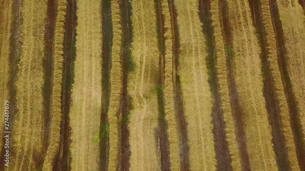 aerial view of chamfered wheat field, European fields of wheat, Aerial view of harvesting wheat on the field, Flying directly above combine Top view of Agriculture scene aerial view of chamfered wheat field, European fields of wheat, Aerial view of harvesting wheat on the field, Flying directly above combine Top view of Agriculture scene