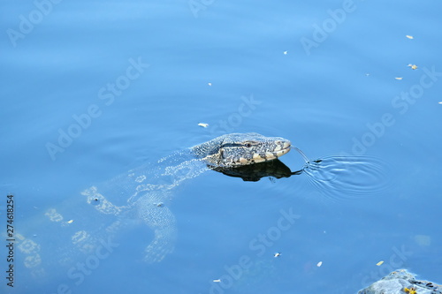 Varanus salvator wild life in the city he is very good cleaning.