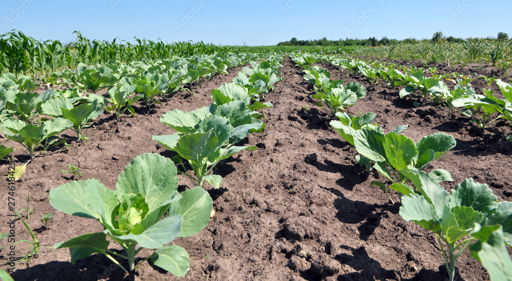 Cabbage grows in the open ground