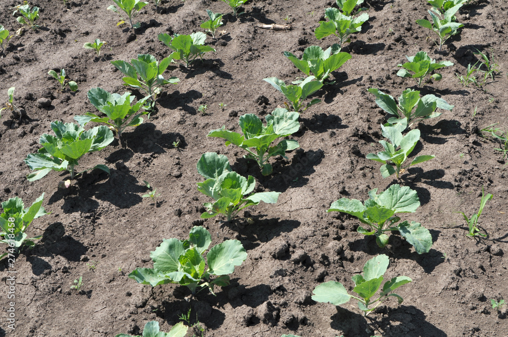 Cabbage grows in the open ground Cabbage grows in the open ground