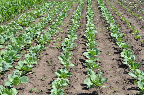 Cabbage grows in the open ground