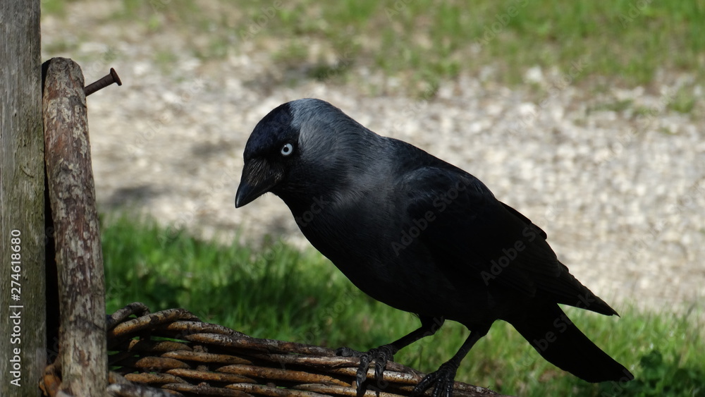 Obraz premium Black bird