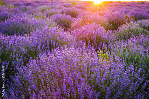 Purple blossoming lavender in the fields 
