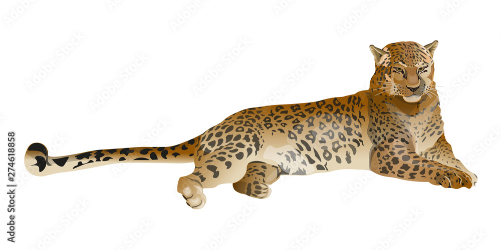 Naklejka premium Leopard lying vector