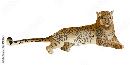 Leopard lying vector
