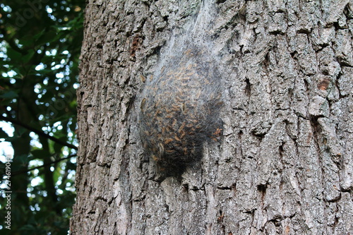 Das Nest des Eichenprozessionsspinners