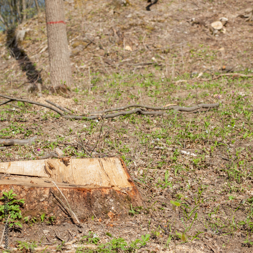 Pine tree forestry exploitation in a sunny day. Stumps and logs show that overexploitation leads to deforestation endangering environment and sustainability photo