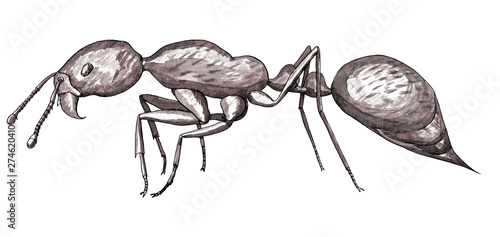 Fire ant. Hand drawing realistic illustration.