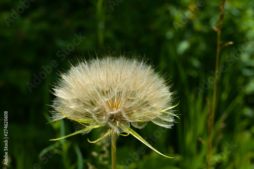 Large dandelion