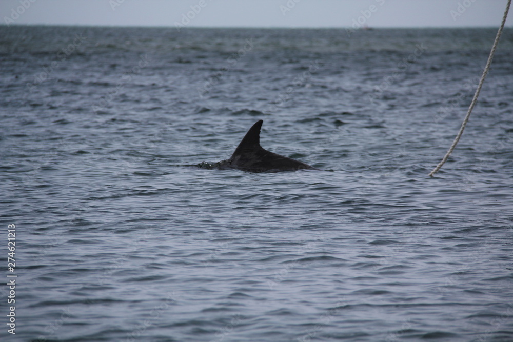 Fototapeta premium dolphin in water