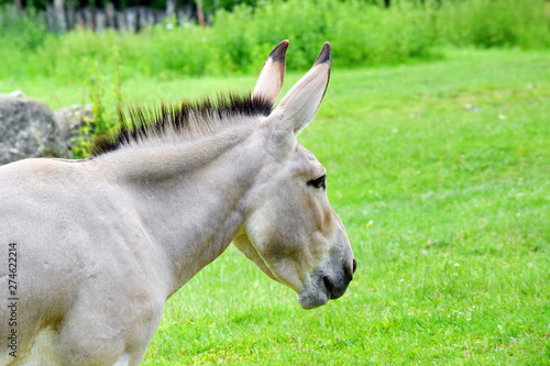 Somalian Wild Donkey Equus Asinus Somalicus in Nature Portrait