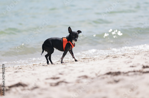 DOG SEA