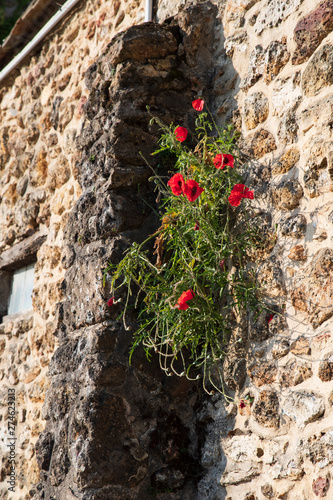 Poppy flower on a wall of a medieval house